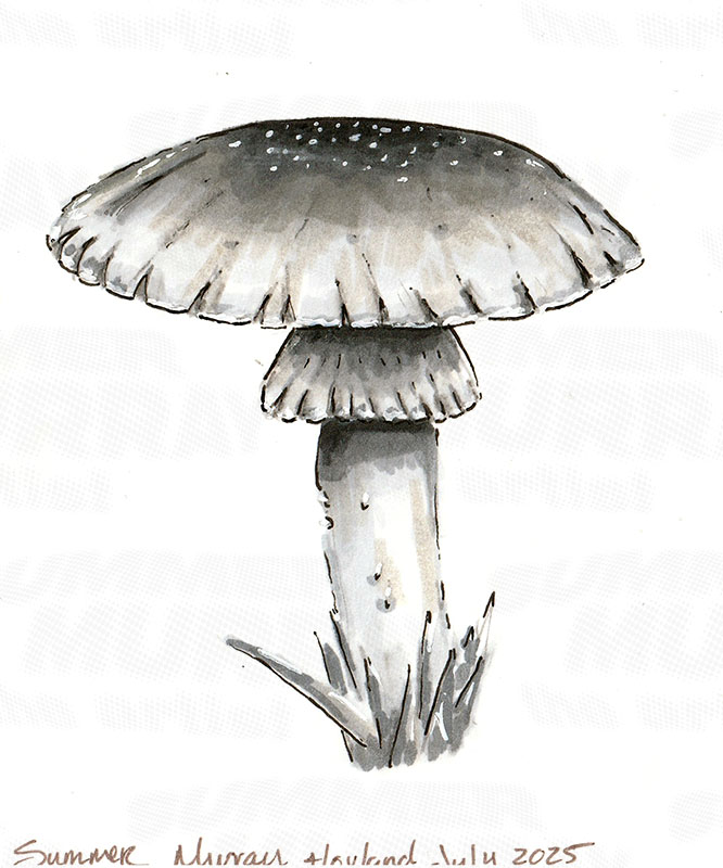 Black & white morel (single)