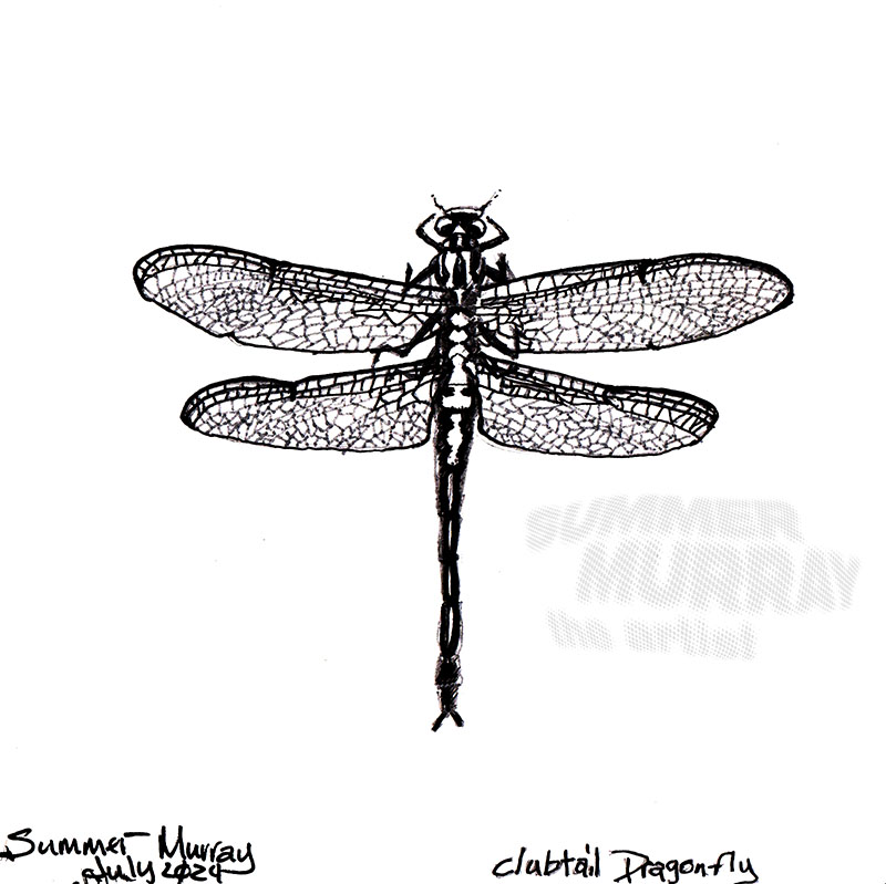 Dragonfly closeup