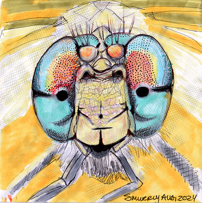 Dragonfly face