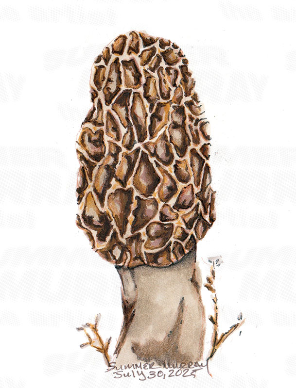 Morel mushroom