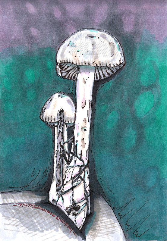 Morel (natural light)