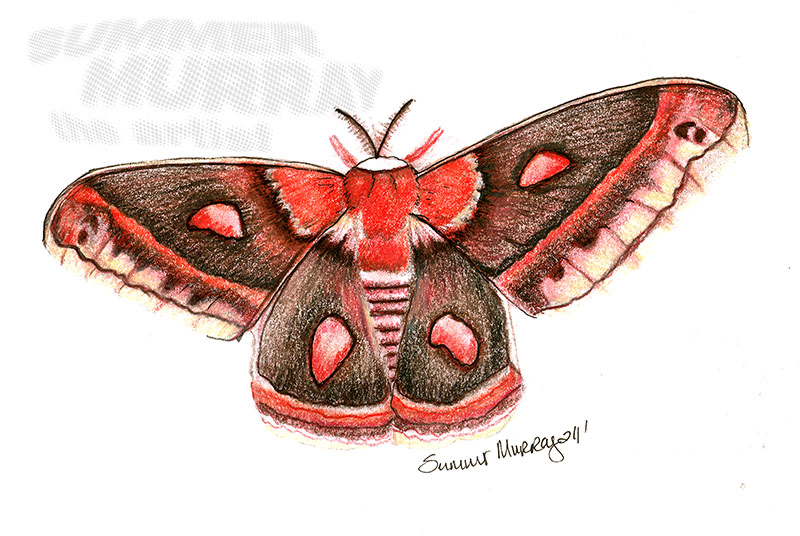Red moth